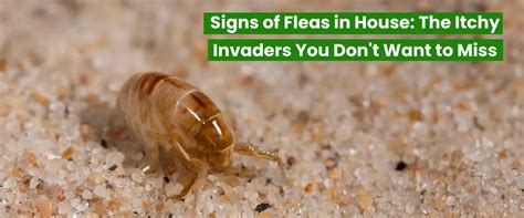 Signs Of Fleas In House The Itchy Invaders You Dont Want To Miss