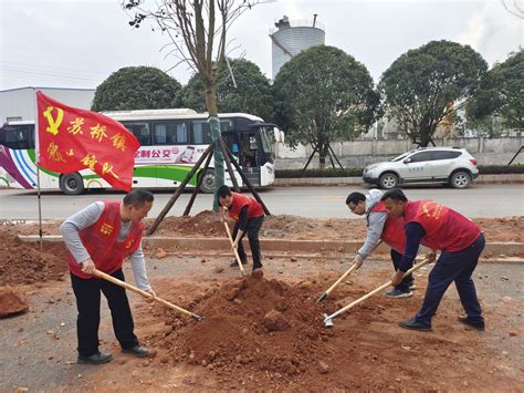 永福县苏桥镇：植树添新绿 不负好春光手机广西网