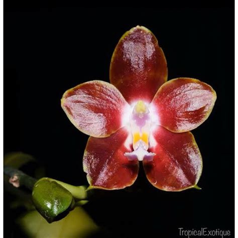 Jual Anggrek Phalaenopsis Dewasa Jumbo Anggrek Bulan Venosa Sp Jumbo