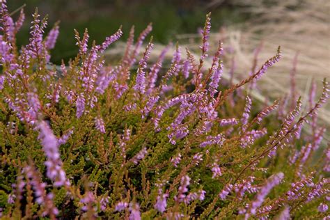 Calluna Vulgaris Heather Bbc Gardeners World Magazine