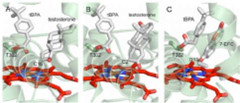 Ribbon And Stick Depictions Of Results Of Ligand Docking Into The Open