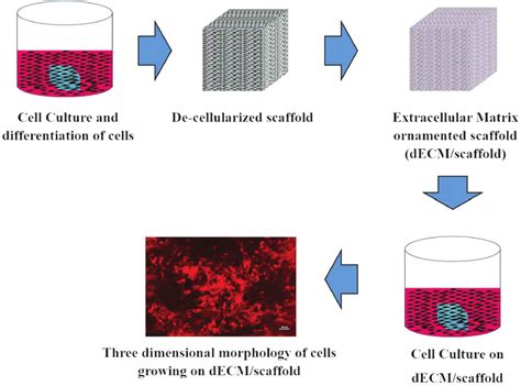 The Flow Diagram Of The Decellularization Process For The Porous