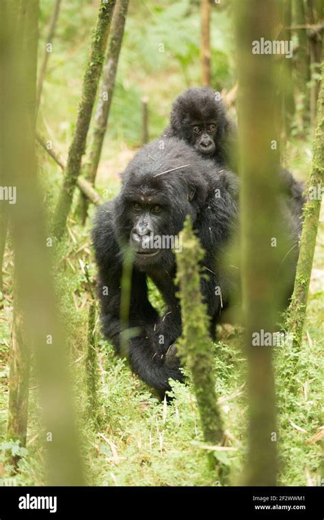 Mother And Baby Mountain Gorillas Gorilla Beringei Beringei From