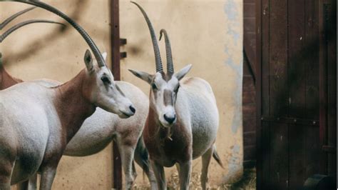 Oryx Farm Shahaniya, Qatar: Discover The Habitat Of Arabian Oryx