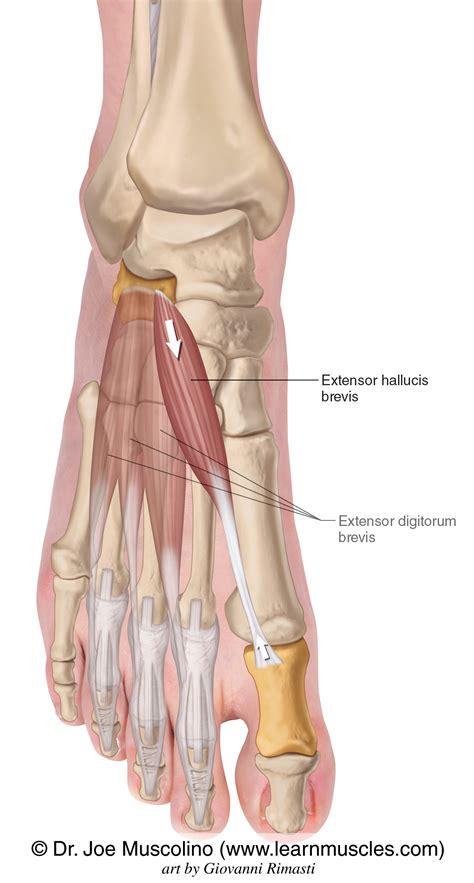 Extensor Digitorum Longus