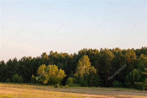 Plantaciones verdes densas de árboles a lo largo de un campo con césped