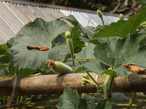 Lau Or Bottle Gourd Lagenaria Siceraria