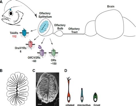 General Organization Of Zebrafish Fish Olfactory System A Spatial