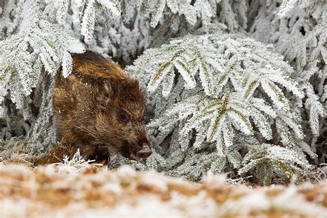 Frost | Animals photos