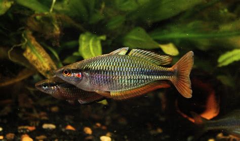 Melanotaenia Picta Sp Aru Ii Moonlightaquatics