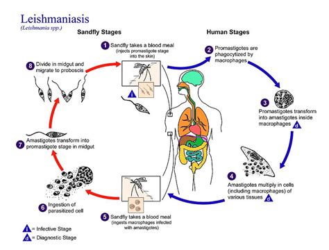 Leishmaniasis Protozoan Life Cycle Photograph By Cdcscience Photo Library Fine Art America