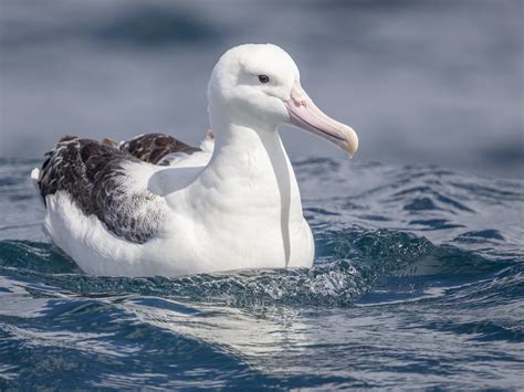 Southern Royal Albatross Diomedea Epomophora Off Stewart David