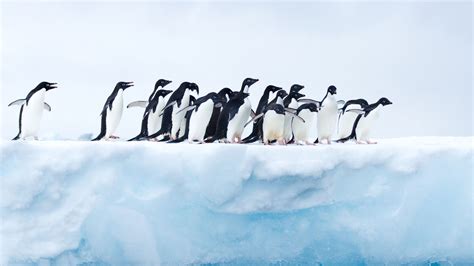 3840x2160 Penguins In Antarctica 4K ,HD 4k Wallpapers,Images ...