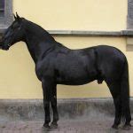 Kladruber Horse Breed Information, History, Videos, Pictures