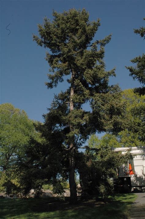 Picea Asperata Pinaceae Image 168446 At PhytoImages Siu Edu