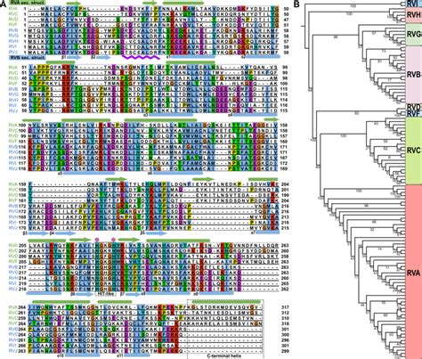 Amino Acid Sequence Comparison Of Different RV Species A Amino Acid