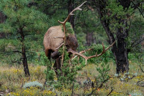 Rocky Mountain Elk Kaibab National Forest Az Richard Flickr