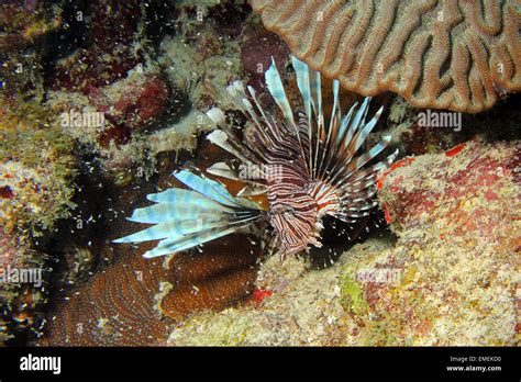 A Beautiful But Invasive Lionfish Of The Species Pterois Miles