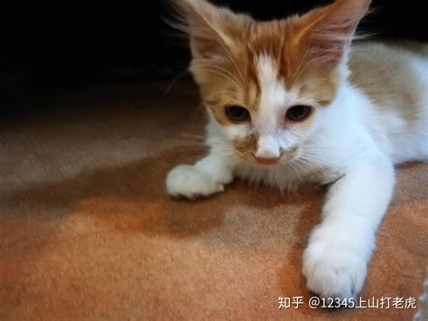 养只黏人的猫咪是种什么体验 知乎