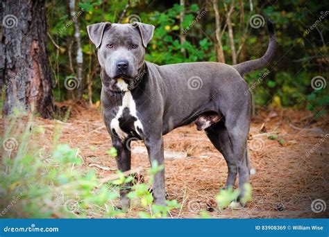 77+ Blue Cane Corso Pitbull Mix - l2sanpiero