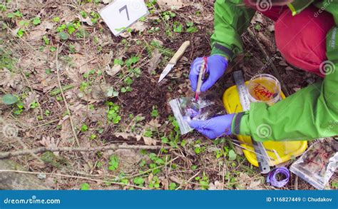 Scientist Ecologist In The Forest Taking Samples Of Soil Stock Image