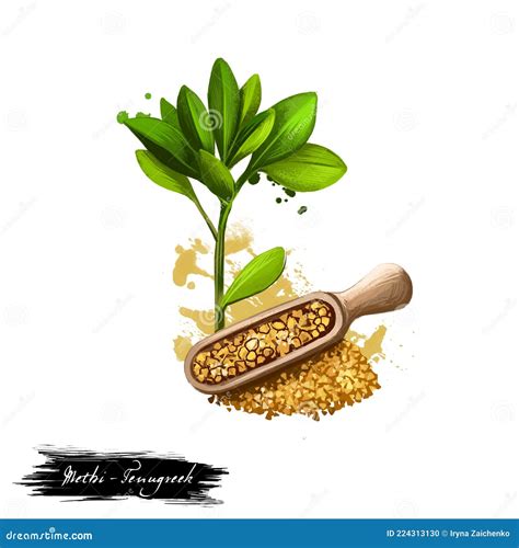 Methi Fenugreek Leaves Vector Illustration On White Background