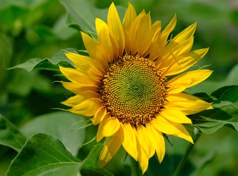 beautiful sunflowers sunflower images pixabay