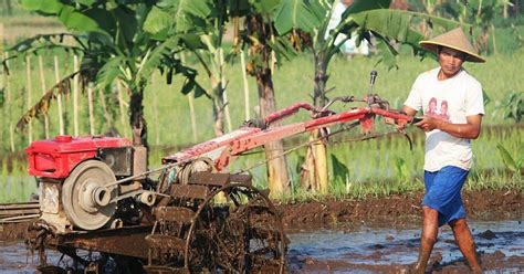 Petani Semakin Tertarik Memanfaatkan Alsintan Dampak Dari Modernisasi