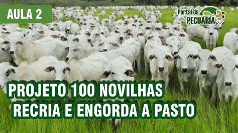 Projeto 100 Novilhas Recria E Engorda A Pasto Aula 2 YouTube