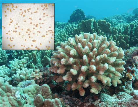 Sex And The Symbiont Can Algae Hookups Help Corals Survive Climate Change