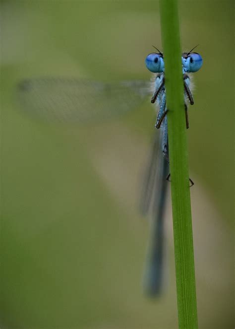 Common blue damsel fly by KatesWildPlaces on DeviantArt