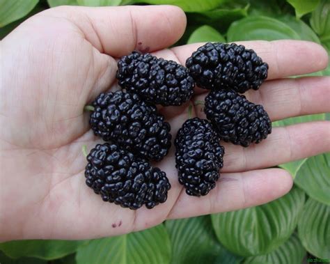 Шелковица Черная баронесса: описание сорта, характеристики, особенности ...