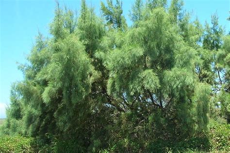 Тамарикс или Гребенщик: выращиваем в саду декоративное дерево