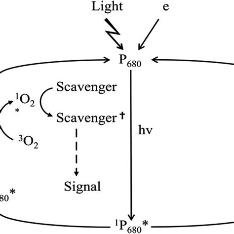 2. Generation of singlet oxygen and initiation of singlet... | Download ...