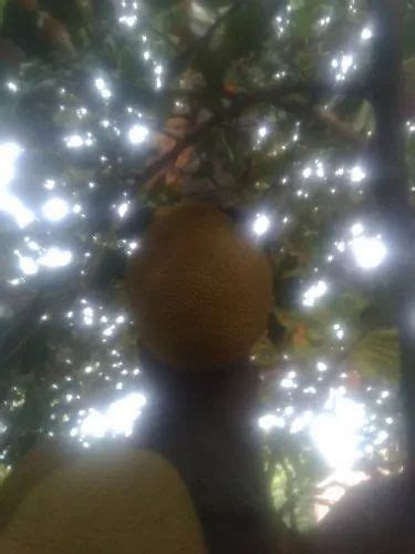 A Grade Jharkhand Jackfruit Packaging Size 1 Kg 5 Kg At Rs 50 Kg In