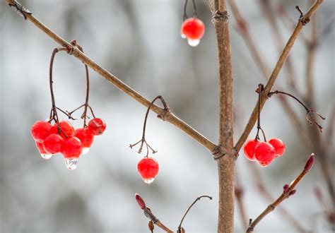 Alaska Magazine Discover The Highbush Cranberry