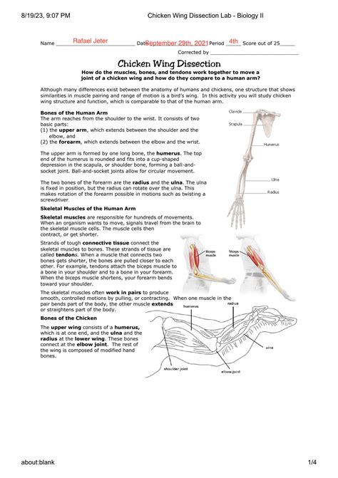 Solution Chicken Wing Dissection Lab Biology Ii Studypool