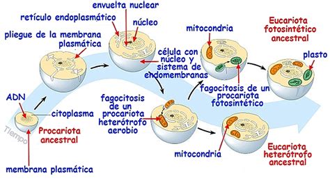 Origen y evolución de las células y teoría de la endosimbiosis