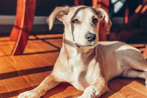 Cachorro Pode Tomar Ch De Boldo Descubra Petz