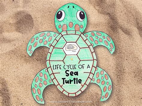 Sea Turtle Life Cycle Activities Primary Theme Park