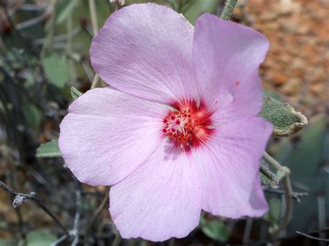 Red Based Petals Photos Of Hibiscus Denudatus Malvaceae