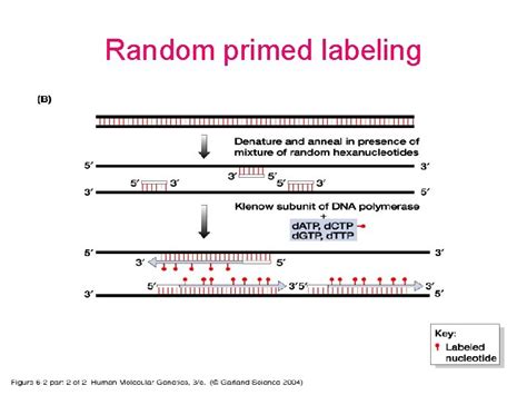 Nucleic Acid Hybridization Nucleic acid hybridization is a