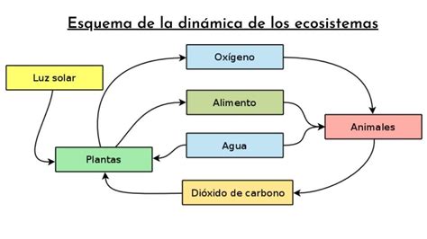 es la dinamica de los ecosistemas definlcion relaciones