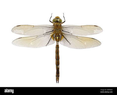 dragonfly isolated  white background stock photo alamy