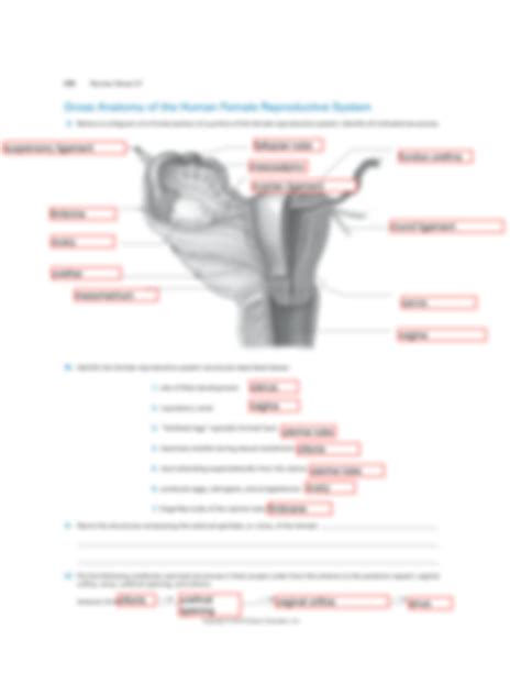 SOLUTION Reproductive System Review Sheet Studypool