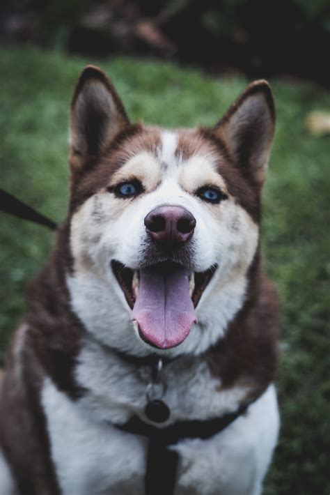 Siberian Husky Price In India (Dec 2024) - Siberian Husky - Best For Pets