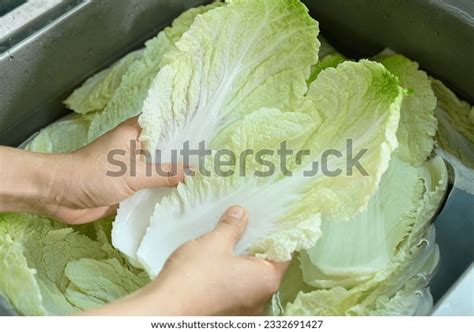78+ Thousand Cabbage Preparation Royalty-Free Images, Stock Photos & Pictures | Shutterstock