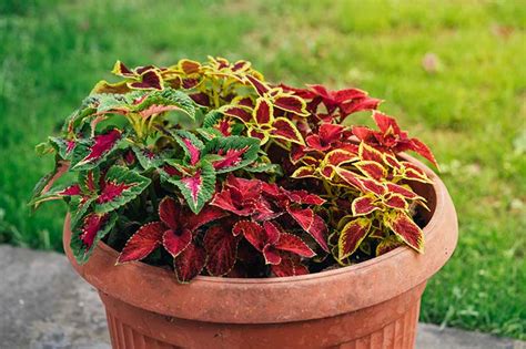 How To Plant And Grow Coleus Gardeners Path