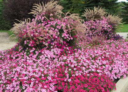 Best Annual Flowers Easy Flowering Annuals Proven Winners