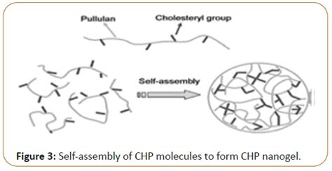 Nanogels As Next Generation Drug Delivery Systems Insight Medical Publishing